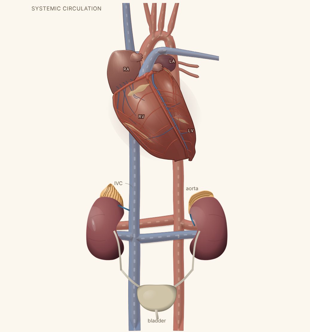 Cascade Cardio-renal model
