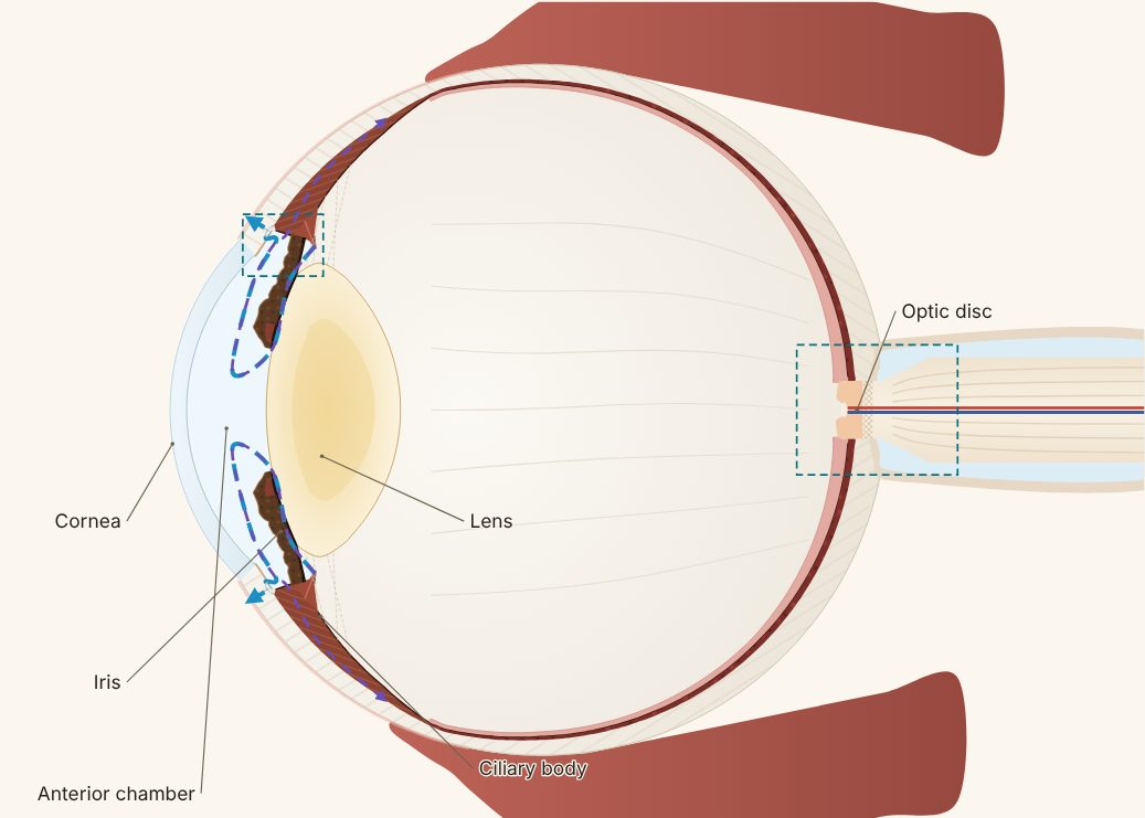 Cascade Ophthalmology model