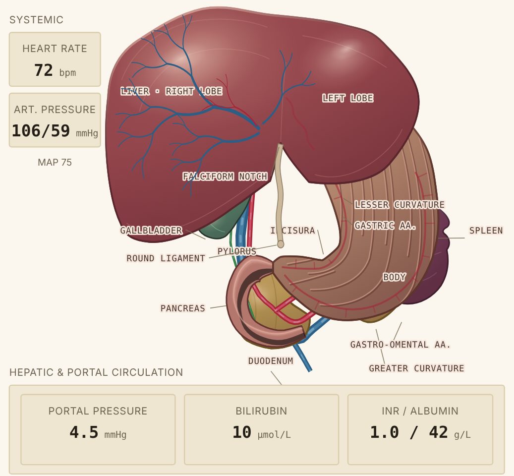 Cascade GI and hepatic model