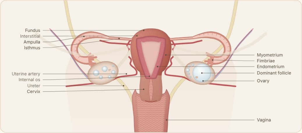 Cascade Gynaecology model