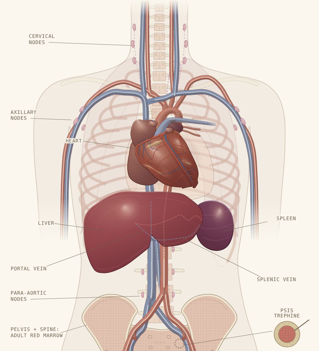 Cascade Haematology model