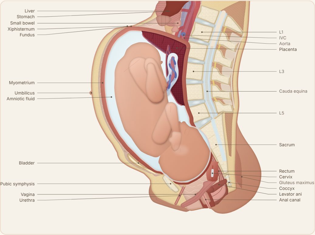 Cascade Obstetrics model