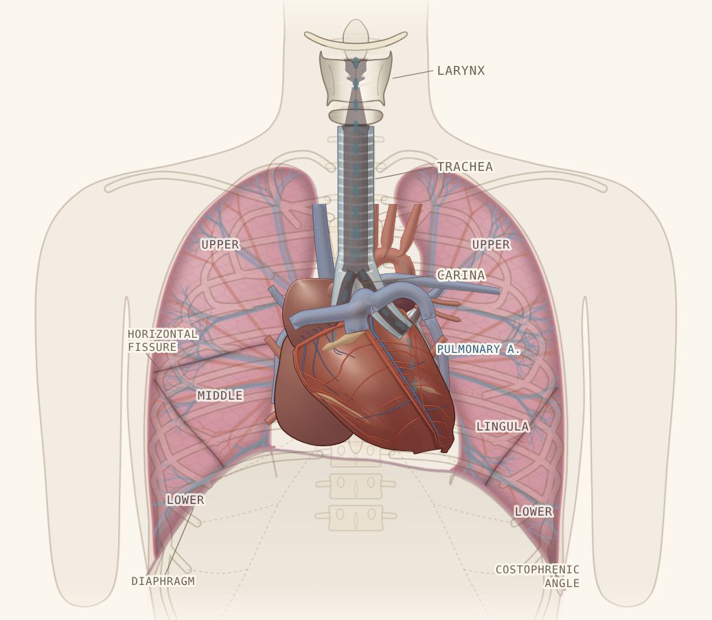 Cascade Respiratory model