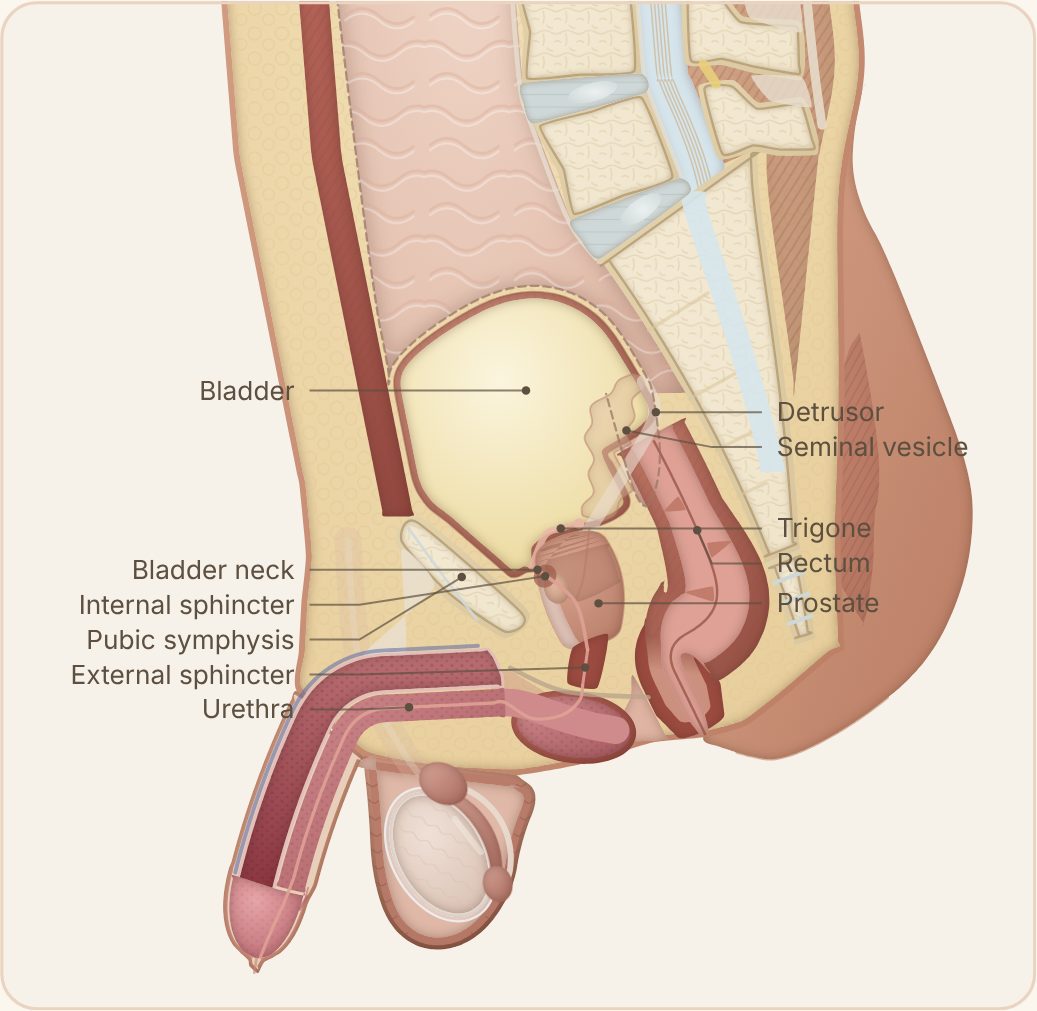 Cascade Urology model